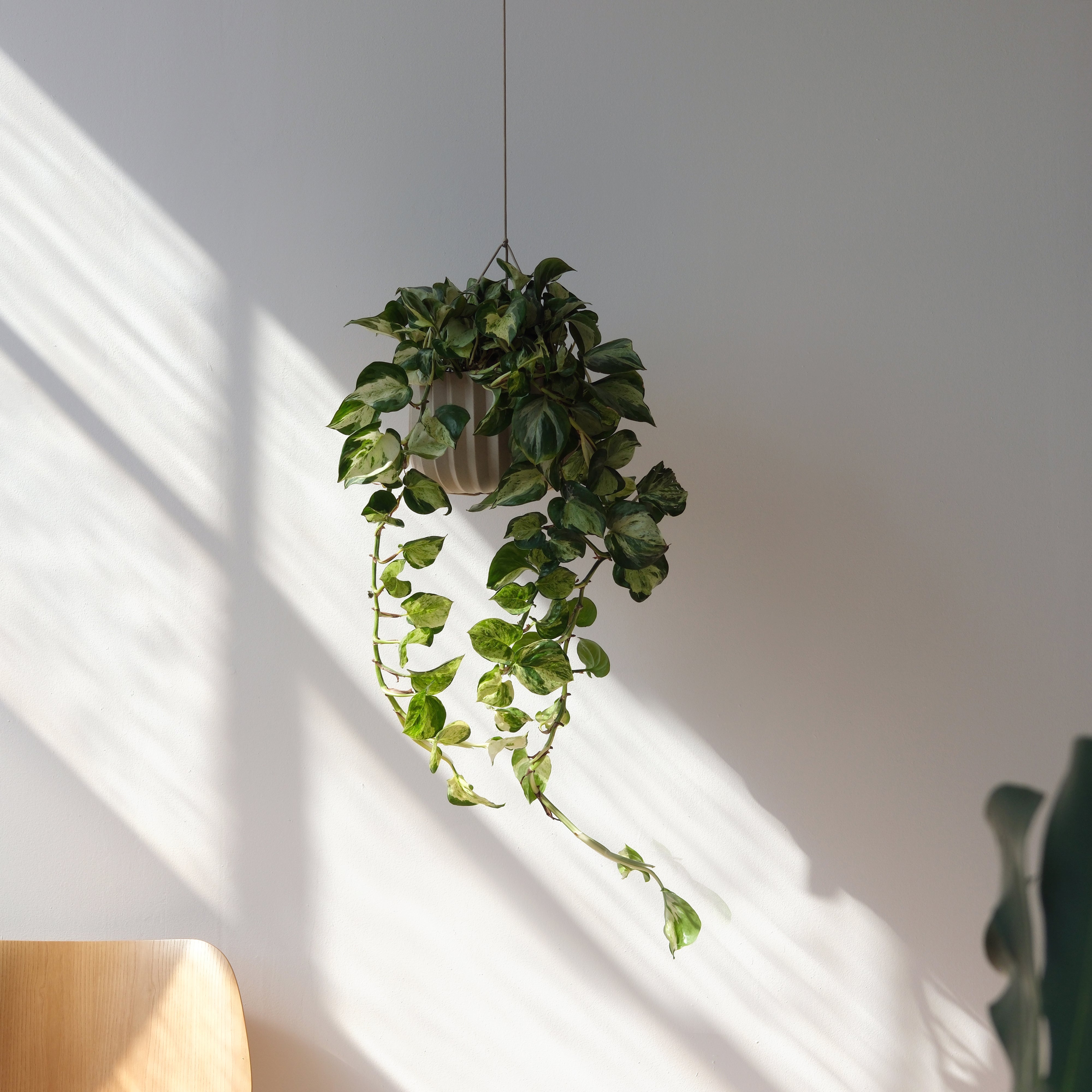 Wrap ceramic planter suspended by a minimalist paracord hanging kit in sage color