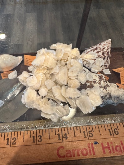 Close-up of natural Tarpon fish scales showing pearly translucent finish in small and large sizes for crafting