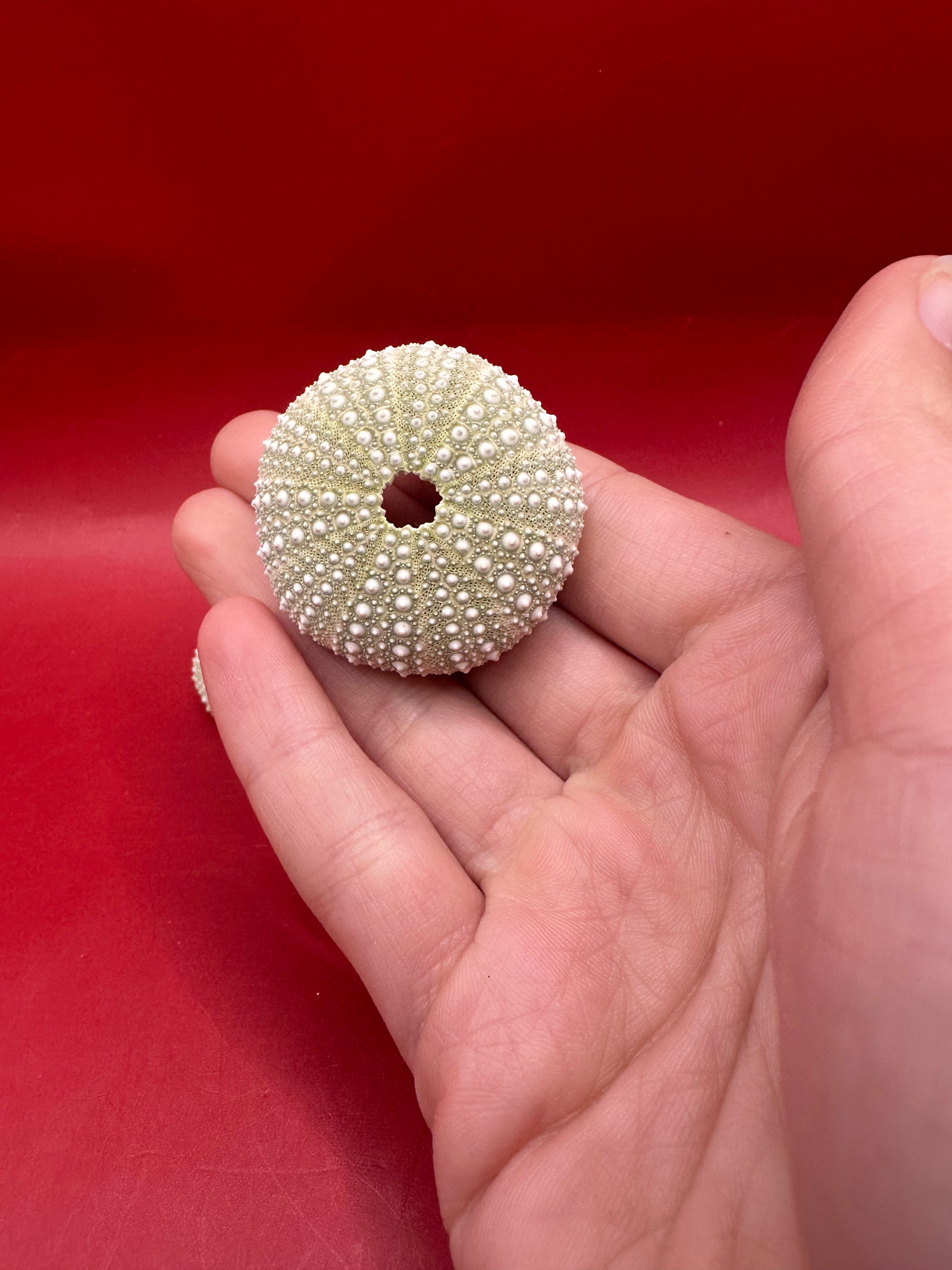 Mexican Green Urchin shell Lytechinus variegatus natural marine specimen in green and cream tones