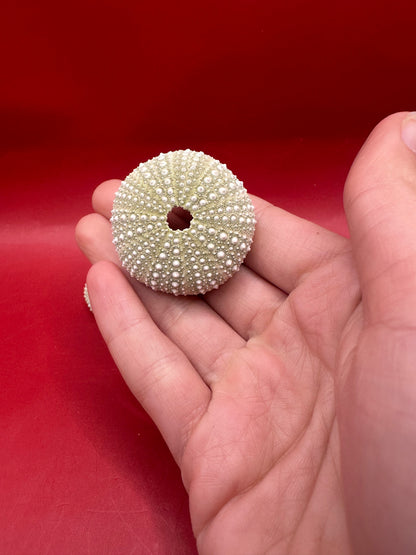 Mexican Green Urchin shell Lytechinus variegatus natural marine specimen in green and cream tones