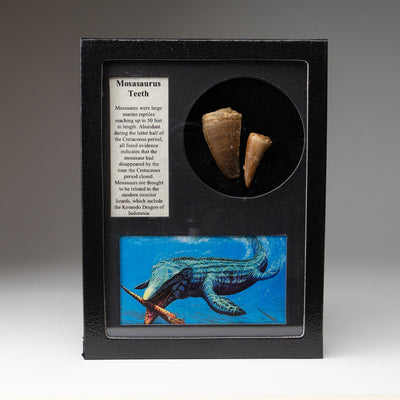 Genuine Mosasaur tooth in a glass display box with label and description