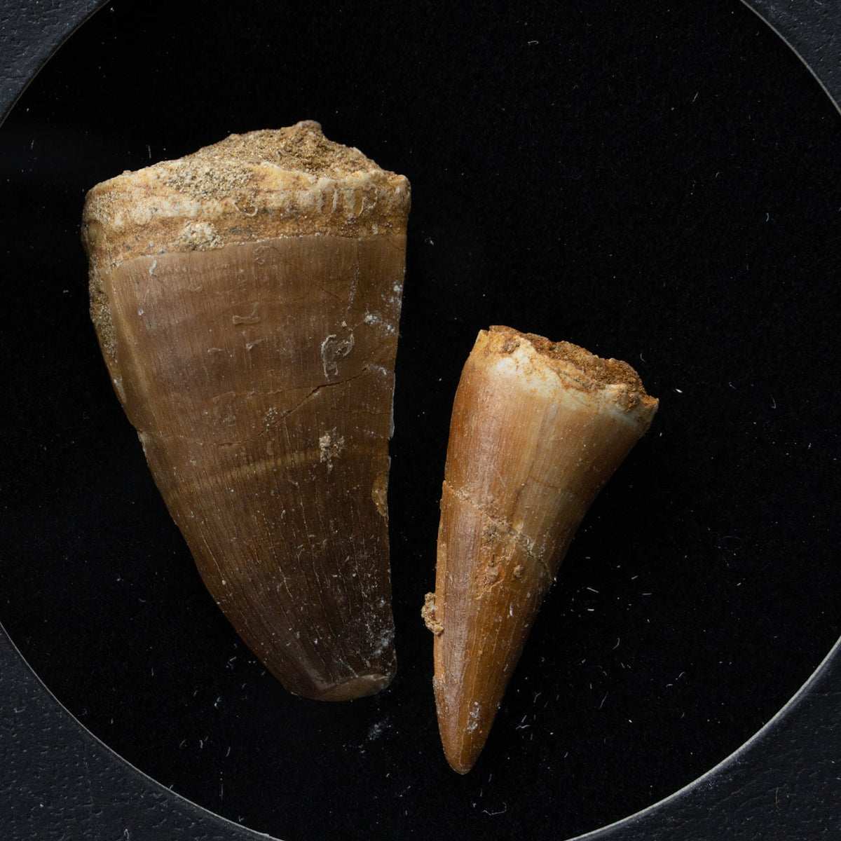 Genuine Mosasaur Teeth in a Glass Display Box
