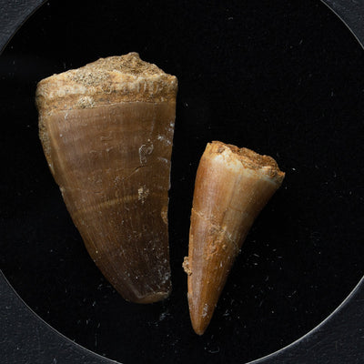 Genuine Mosasaur Teeth in a Glass Display Box