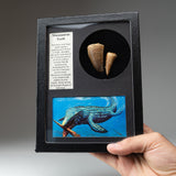 Genuine Mosasaur Teeth in a Glass Display Box