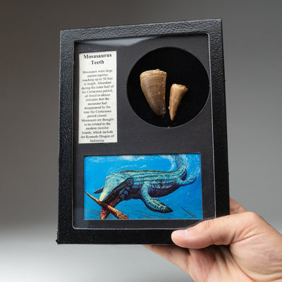 Genuine Mosasaur Teeth in a Glass Display Box