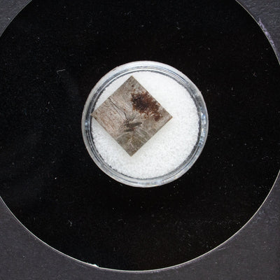 Genuine Muonionalusta Meteorite in Glass Display Box