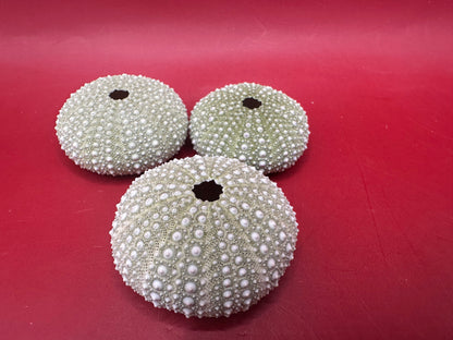 Mexican Green Urchin shell Lytechinus variegatus natural marine specimen in green and cream tones