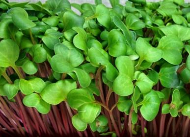 Radish Microgreen Seeds detail image - Resin Society