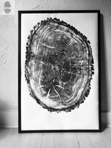 Black-and-white framed print of an oak tree cross-section showing detailed growth rings and bark texture, leaning against a textured white wall on a light wood floor.
