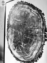 Black and white print of an oak tree cross-section showing detailed growth rings and bark texture within a black frame against a textured wall.