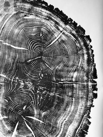 Nauvoo, Illinois Oak - 24x36 Print