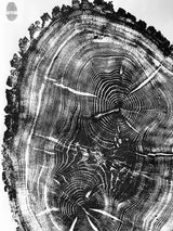 Black and white high-contrast close-up of cross-section of oak tree trunk showing detailed concentric growth rings and textured bark edges.