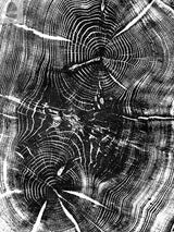 High-contrast black and white close-up of two oak tree cross-sections showing concentric growth rings and irregular cracking patterns.