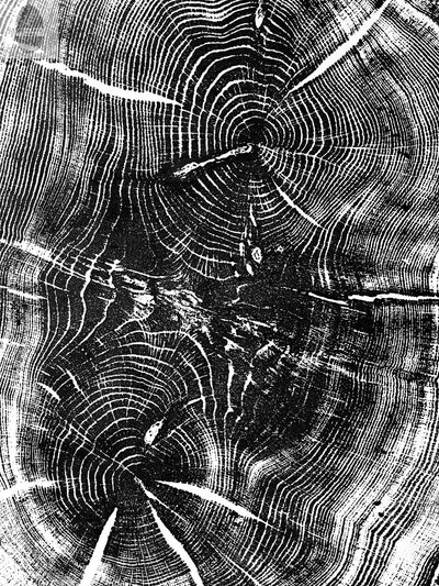 Nauvoo, Illinois Oak - 24x36 Print