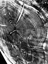 Black and white close-up of oak tree growth rings with visible cracks, showing concentric circles and radial lines from the center.