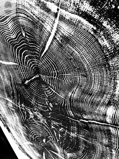 Nauvoo, Illinois Oak - 24x36 Print