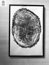 Black and white print of an oak tree cross-section showing detailed growth rings and textured bark edges in a black frame against a white wooden wall.