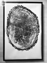 Black and white print of an oak tree cross-section showing detailed growth rings, cracks, and textured bark edges within a black frame.