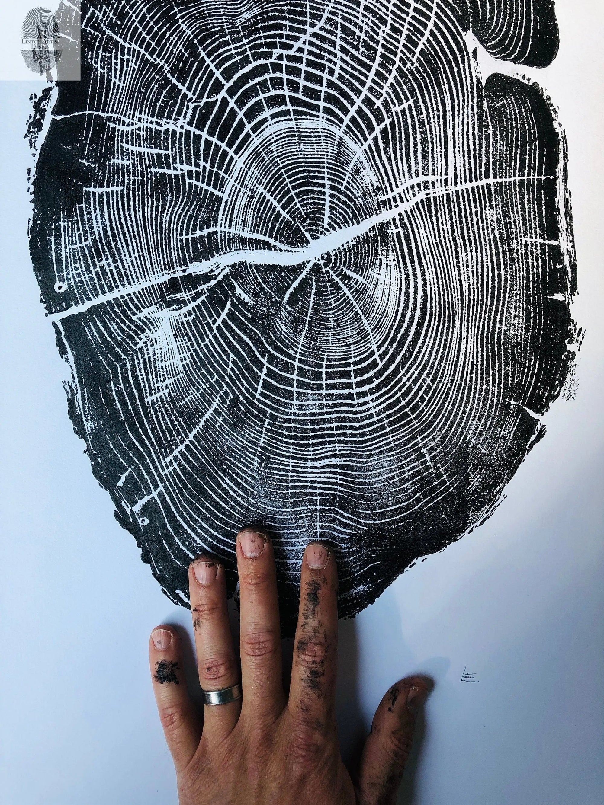 Nauvoo Illinois Osage Orange 18x24 print showing detailed tree ring patterns by lintonart
