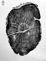 Black and white print of a tree cross-section showing detailed growth rings and cracks on a white background, highlighting its natural circular patterns.