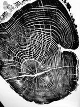 Black and white print of a cross-section of an Osage Orange tree trunk showing detailed growth rings and natural cracks