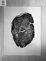 Black and white print of an Osage Orange tree cross-section showing detailed rings and natural cracks on white paper.