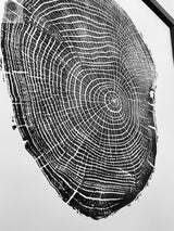 Black and white close-up print of ash tree cross-section showing detailed annual growth rings and cracks in the wood grain.