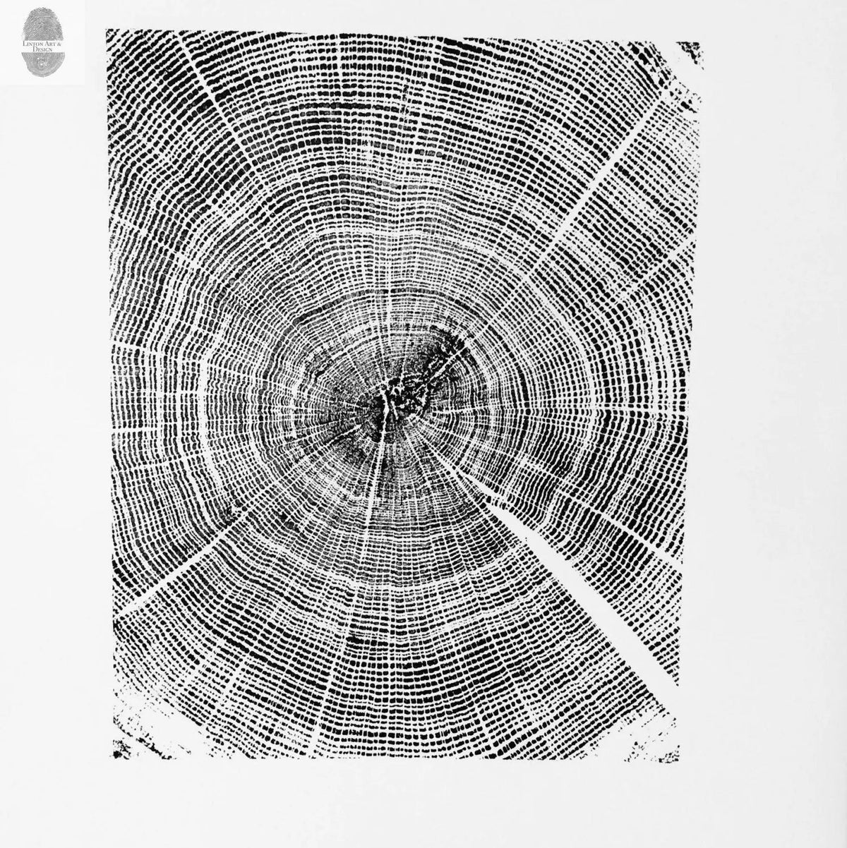 Black and white print showing detailed concentric growth rings and cracks of an oak tree cross-section, centered with clear radial splits.
