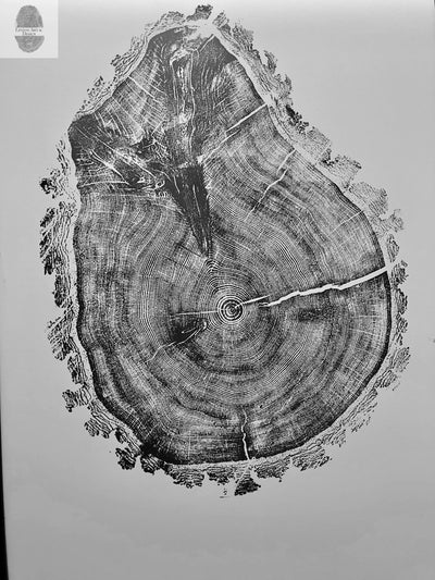 Oak, Pine, & Hemlock Set of 4 - 24x36 each print by lintonart - product image 7 for Resin Society