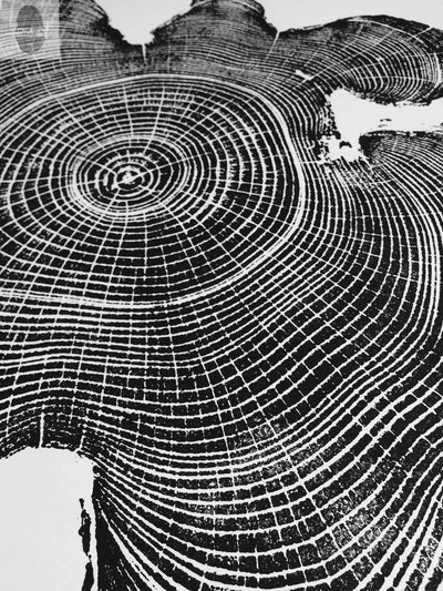 Ohio Locust tree art - 18x24 print