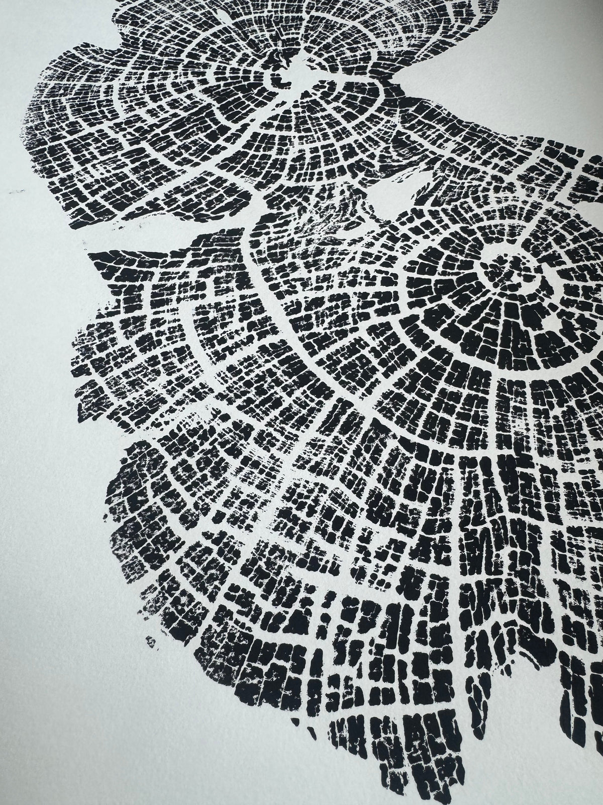 Close-up of black ink print showing detailed concentric growth rings and textured cracks of an old-growth juniper tree cross-section on white paper.