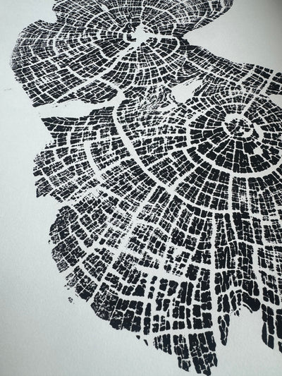 Old Growth Juniper Tree Ring Print – Boulder, Utah (Grand Staircase) – 24x36 Original Signed