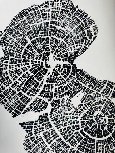 Old Growth Juniper Tree Ring Print – Boulder, Utah (Grand Staircase) – 24x36 Original Signed