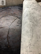 Close-up of a large, dark woodcut print of a 372-year-old Sitka spruce tree ring beside its rolled white negative print, showing detailed tree rings and cracks.