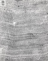 Black and white woodcut print showing detailed, irregular tree rings with textured lines and subtle natural patterns, representing a 372-year-old Sitka spruce cross section.