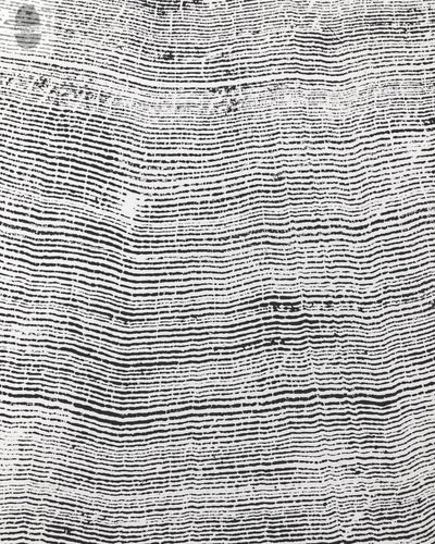372-Year-Old Sitka Spruce Tree Ring Print Set, 3× 24×36″ Woodcut Art, Oregon Coast Nature Wall Art