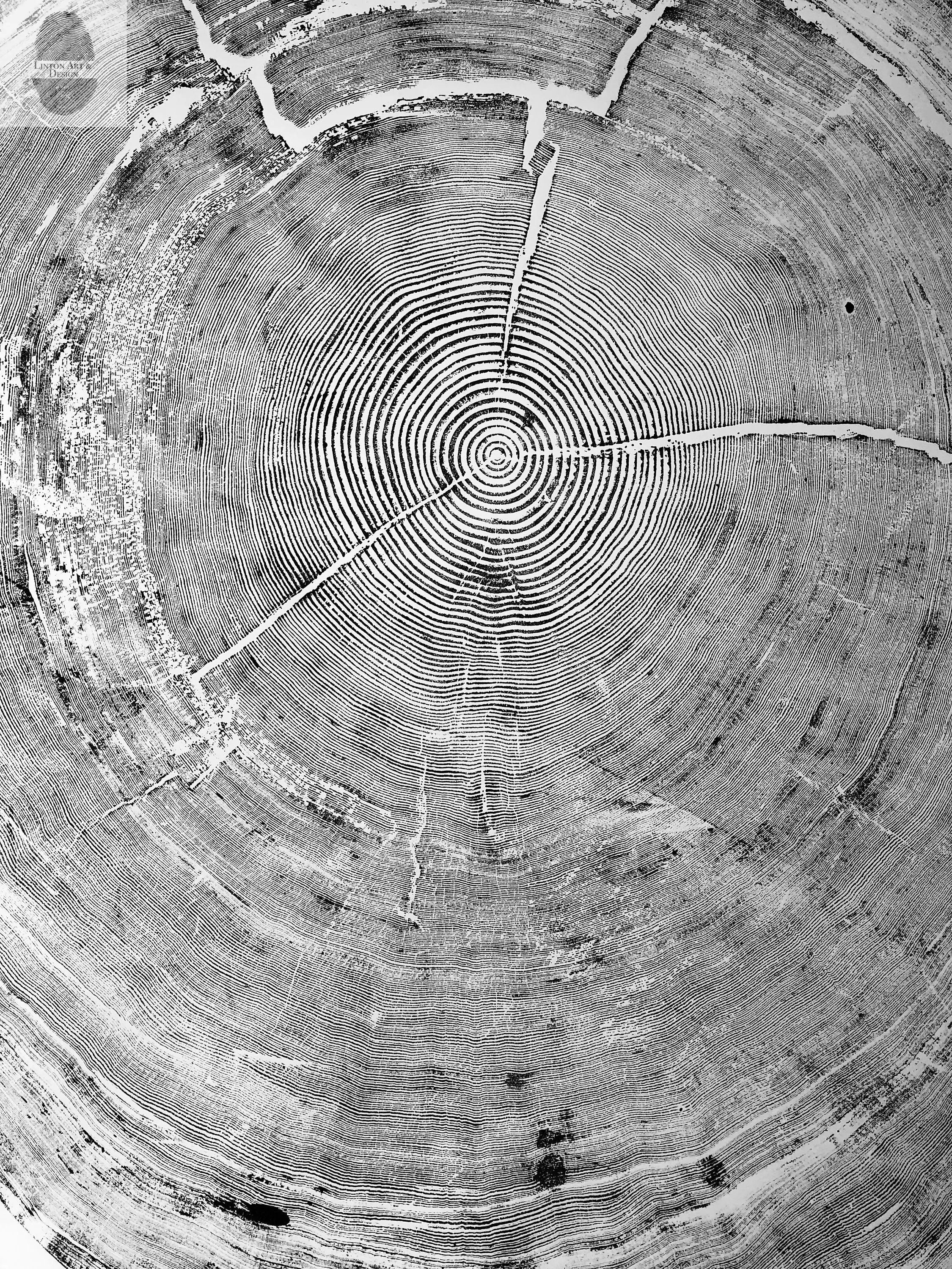 372-Year-Old Sitka Spruce Tree Ring Print Set, 3× 24×36″ Woodcut Art, Oregon Coast Nature Wall Art