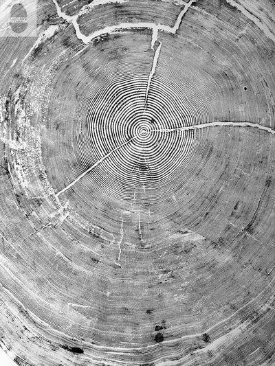 372-Year-Old Sitka Spruce Tree Ring Print Set, 3× 24×36″ Woodcut Art, Oregon Coast Nature Wall Art