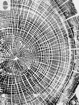 Black and white detailed tree ring print showing concentric growth rings and textured cracks on wood surface from a tree cross-section.