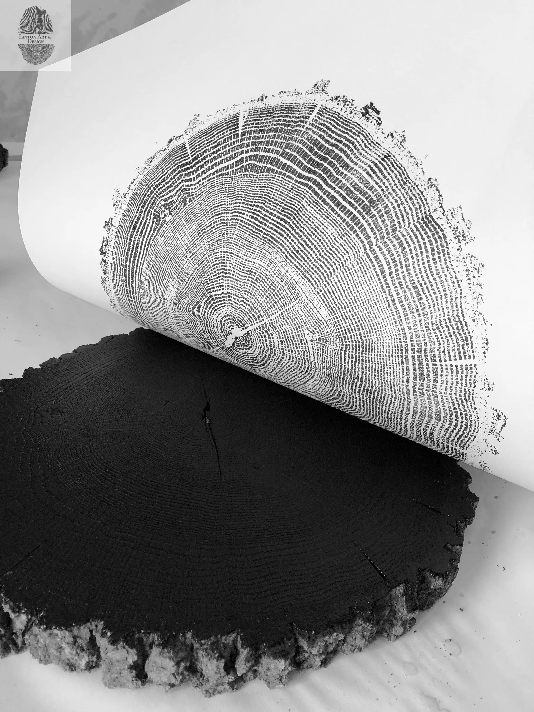 Ozark Mountains, Missouri Oak 18x24 print showing detailed oak tree rings with textured ink