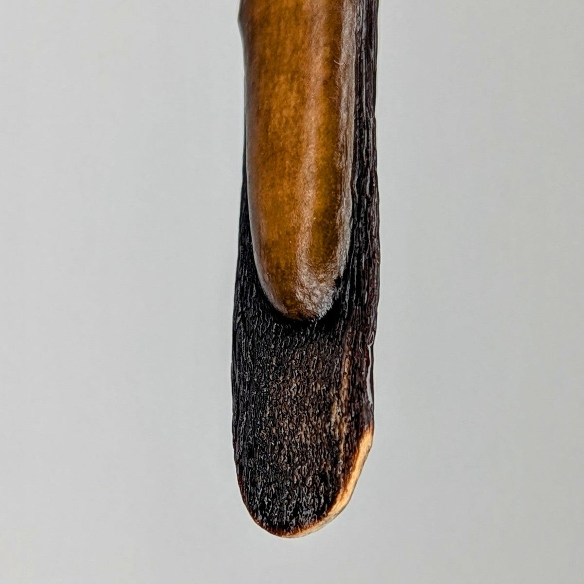 Close-up of the tip of a wood piece with a smooth, polished honey-brown top layer and a rough, dark brown textured bottom layer, against a light gray background.