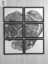 Six black-and-white framed prints arranged in a 3x2 grid depicting detailed cross sections of tree rings with visible cracks and growth patterns.