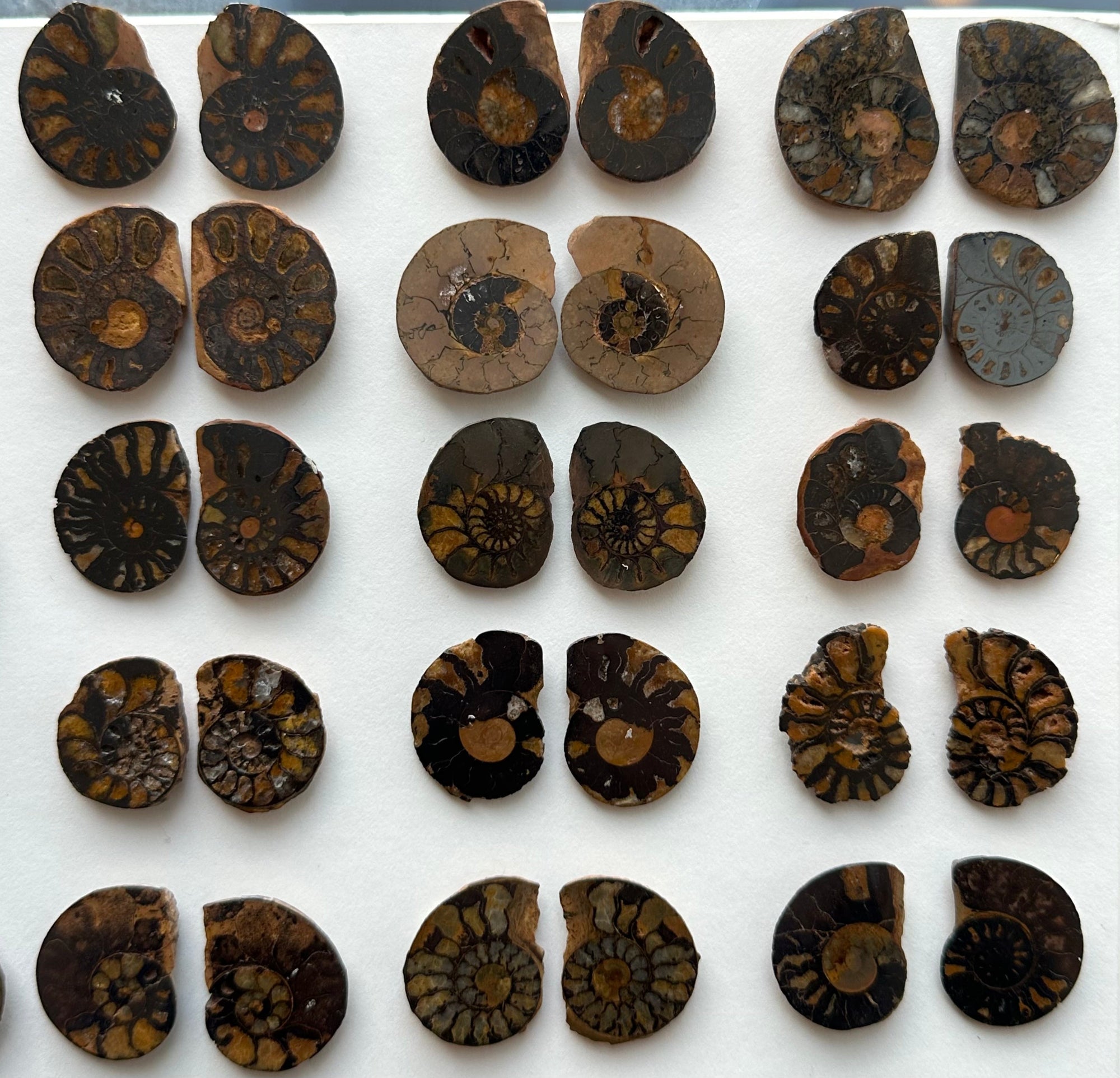 Pair of cut and polished Ammonite fossil halves displayed on a flat surface