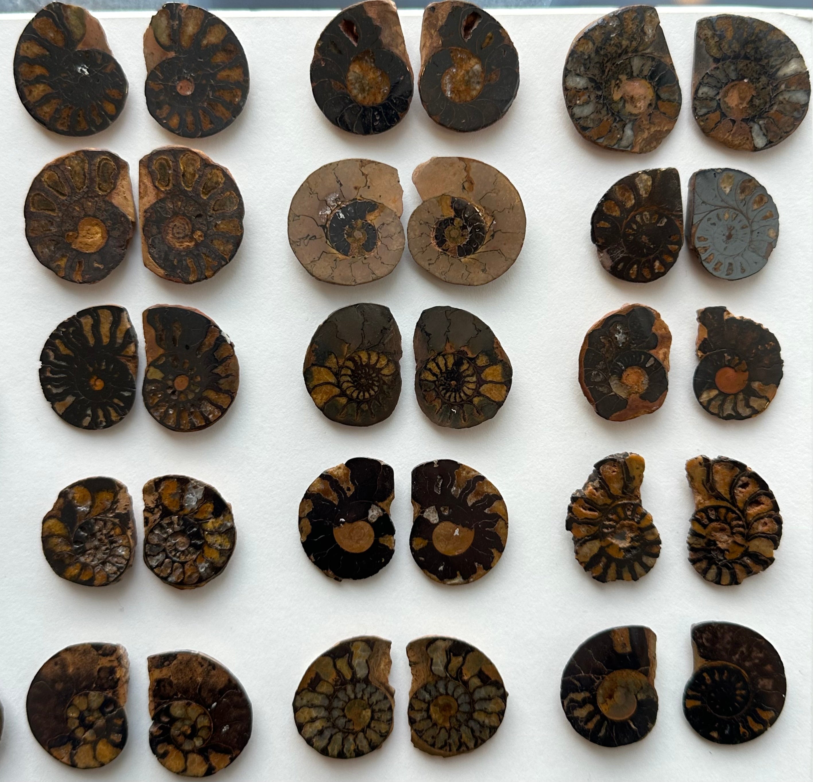 Pair of cut and polished Ammonite fossil halves displayed on a flat surface