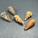 Five conical seashell specimens with textured, ridged surfaces in brown, beige, and orange tones, arranged on a dark gray background.