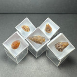 Five irregularly shaped mineral or fossil specimens displayed in separate clear acrylic boxes with white rims, arranged on a dark surface, showing various textures and earthy tones.