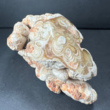 Cave Onyx stalactite mineral from Kokoweef Cavern, Calico California