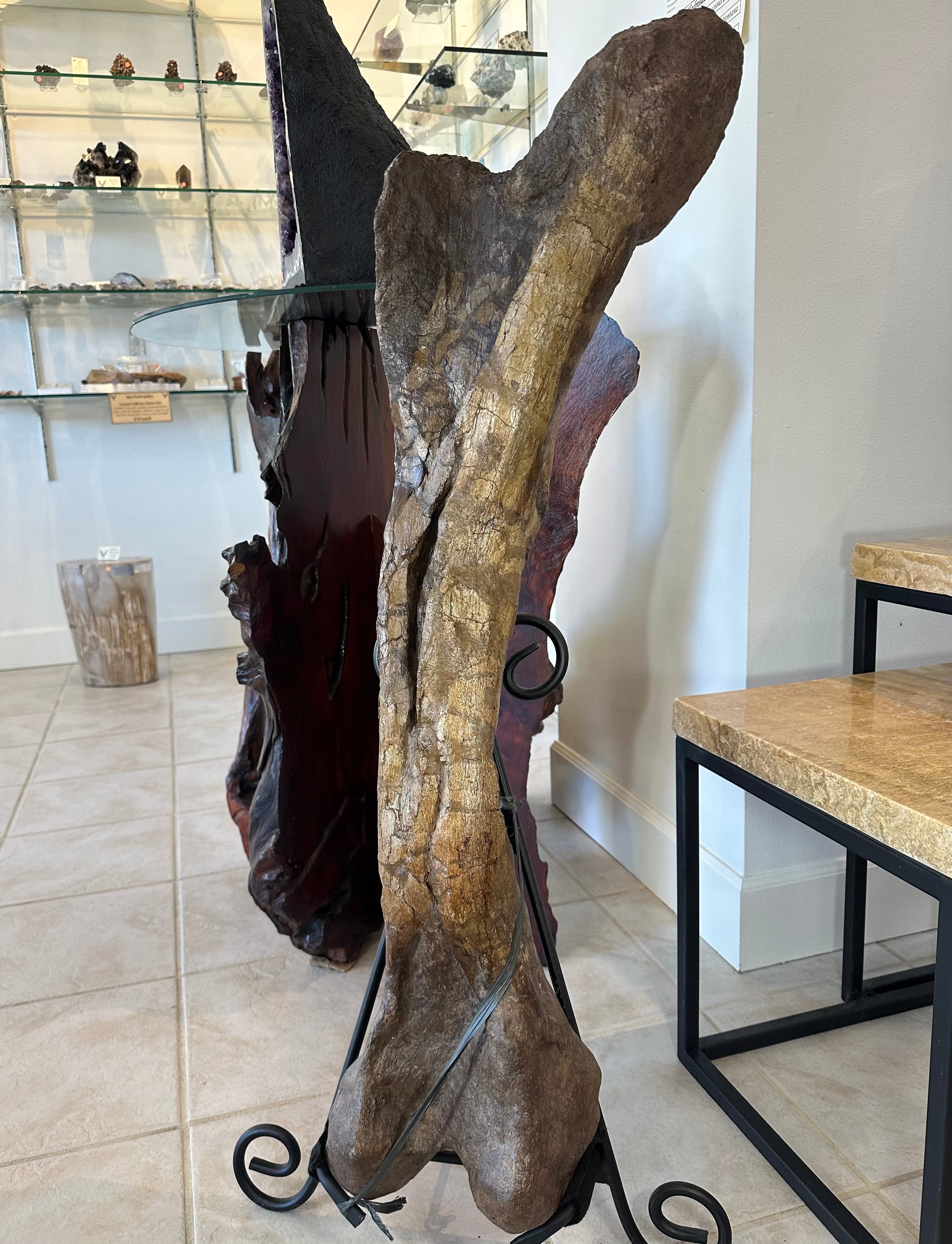 37" Hadrosaur Femur by Rare Earth Gallery - product image 3 for Resin Society