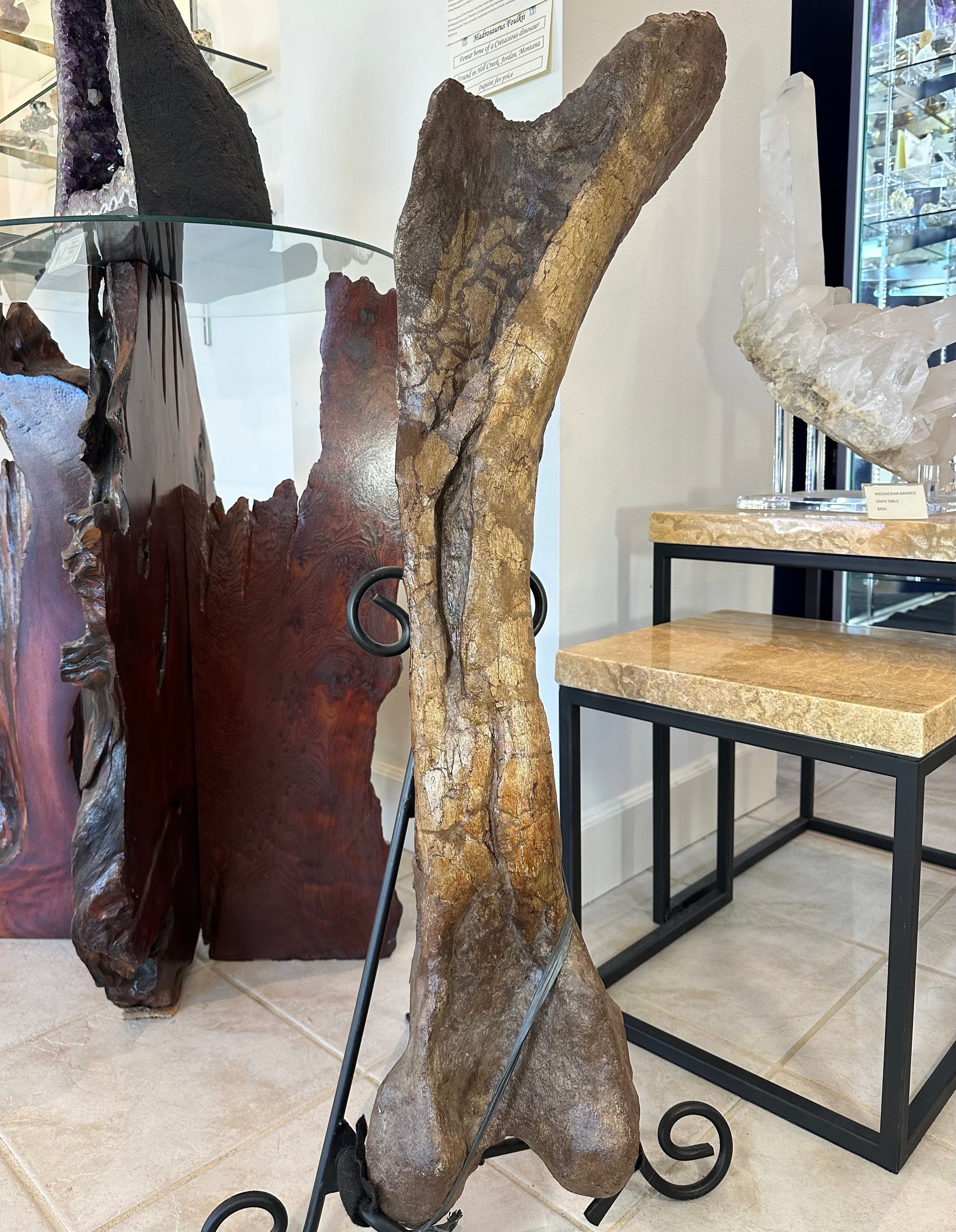 37" Hadrosaur Femur by Rare Earth Gallery - main product image for Resin Society