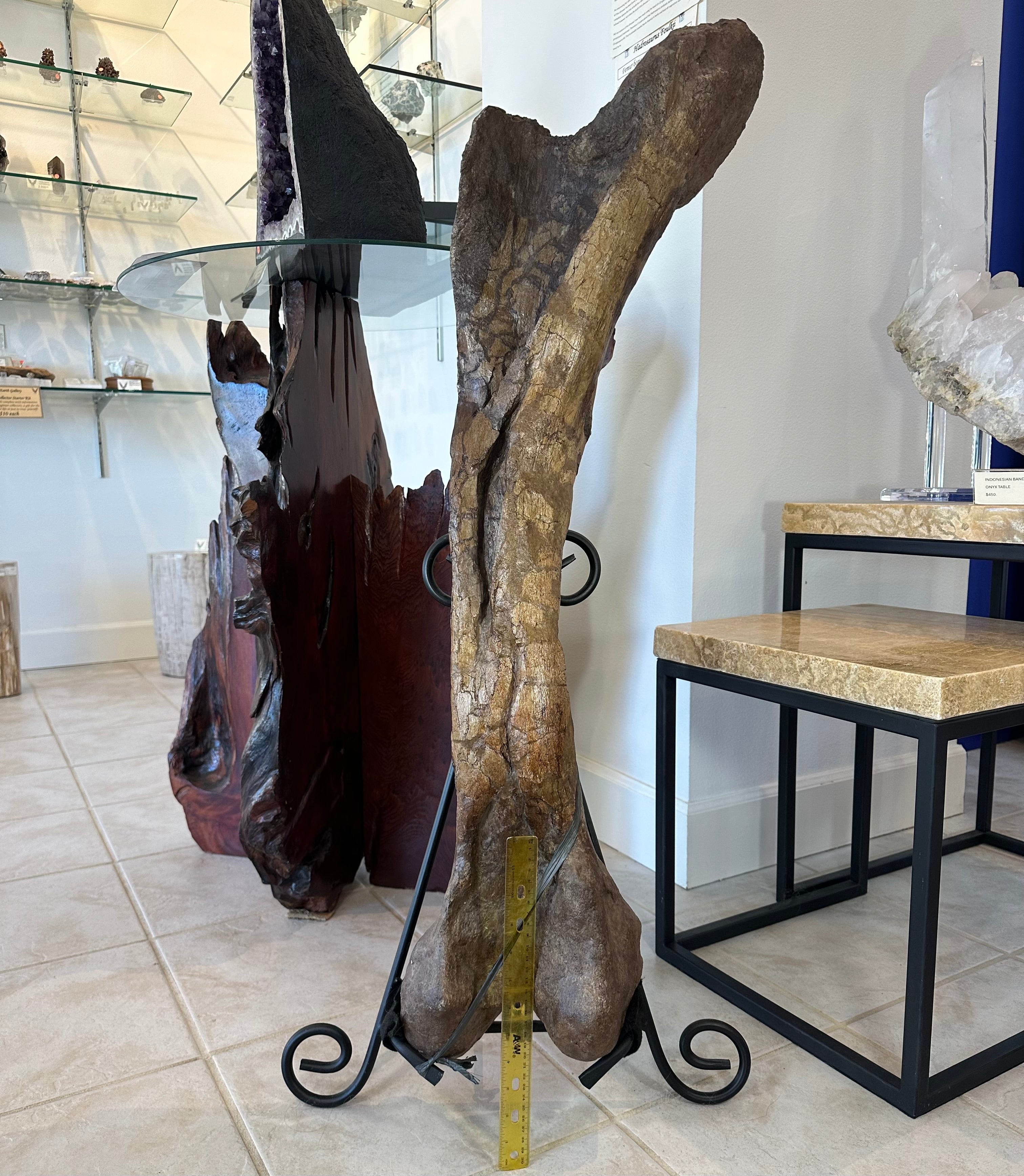 37" Hadrosaur Femur by Rare Earth Gallery - product image 4 for Resin Society